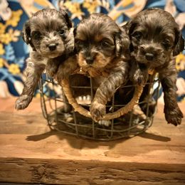Cockapoo Puppies from Disney Doodles