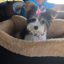 Yorkipoo and Yorkshire Terrier Puppies from OK Puppies LLC