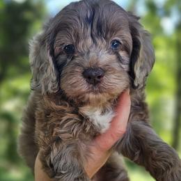 Black Male - Brown and white male Cockapoo puppy in Mocksville, North Carolina from Hunting Creek Farms