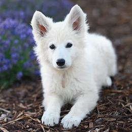 Berger Blanc Suisse puppies from Scenic Creek German Shepherds and White Swiss Shepherds