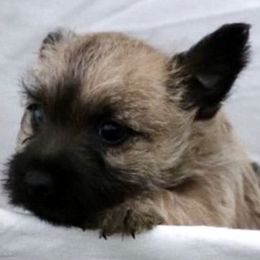 Cairn Terriers from Abundant Grace Cairn Terriers
