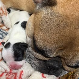 French Bulldogs from Dales NoTails