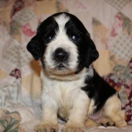 Birch - Black and white male English Springer Spaniel puppy in Lexington, South Carolina from House Tiner Springers