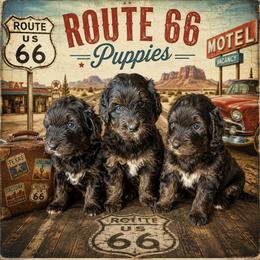 Remi's Ember - Tri-color female Bernedoodle puppy in Delphos, Ohio from Route 66 Poodles & Doodles, Sapphire Shih-tzu's of Ohio