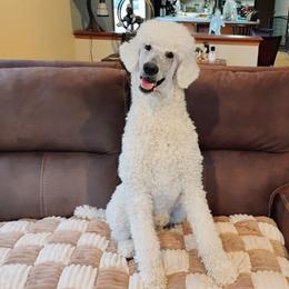 Poodle puppies from N'Co. Parti Poodles