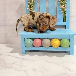 Craig - Dapple male Dachshund puppy in Wills Point, Texas from Duck Creek Farm