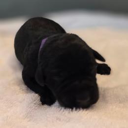 Female blk 3 - Black female Labrador Retriever puppy in Lenore, Idaho from Sunny Skies Retrievers
