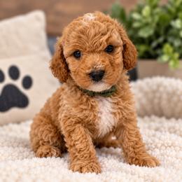 Pippin - Red  male Poodle puppy in Surprise, Arizona from Gentle Paw Poodles and Doodles