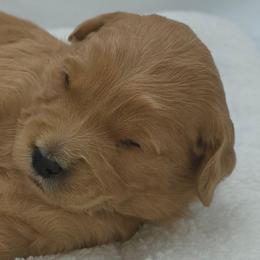 Delilah - Red  female Goldendoodle puppy in Phoenix, Arizona from Kerri's Goldendoodles