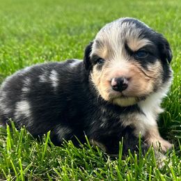 NEPTUNE - Blue merle male Australian Shepherd puppy in Vernal, Utah from Dancing M Kennels