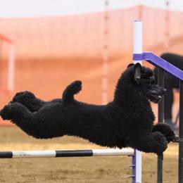 Poodle puppies from Laminin Poodles