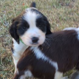English Springer Spaniel Puppies from Savannah River Springers