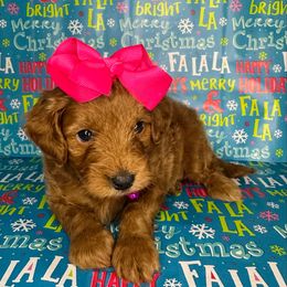Pink Girl - Red  female Goldendoodle puppy in Hot Springs, Arkansas from Hot Springs Kennels