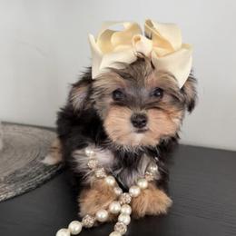 Yorkipoo puppies from Doodle Pups Fur-Ever