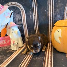 Maple - Chocolate and tan female Pomeranian puppy in Success, Missouri from Sweet Success