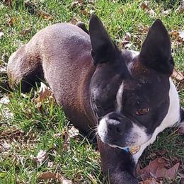 Boston Terriers from Steed's Boston Terriers