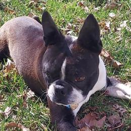 Boston Terriers from Steed's Boston Terriers