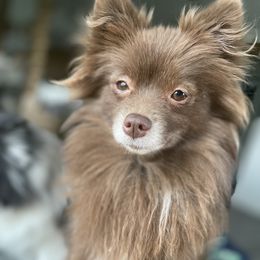 CoCo - Pomeranian