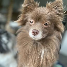 CoCo - Pomeranian