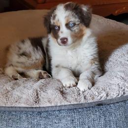 Australian Shepherd Puppies from Farmstead Aussies
