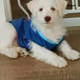 Stitch - White male Miniature Schnauzer puppy in New Caney, Texas from Sadie Miniature Schnauzers