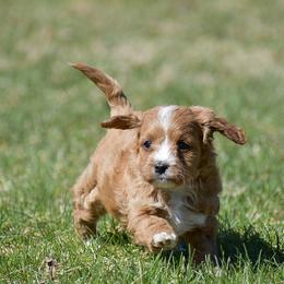 Hailey - Red female Cavapoo puppy in Narvon, Pennsylvania from Stoltzfus Family Puppies (license number 18844)