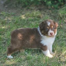 Shimmer - Red tri-color female Australian Shepherd puppy in Leavenworth, Kansas from Silverbrook Australian Shepherds
