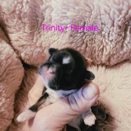 Trinity - Black and tan female Shih Tzu puppy in Center Point, Iowa from Puppies in a Box Shih tzus