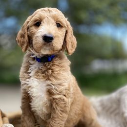Goldendoodle Puppies from Totally Texas Doodles