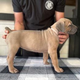 Light Pink Collar - Gray and fawn female Cane Corso puppy in Beaver Crossing, Nebraska from Blue River Cane Corso