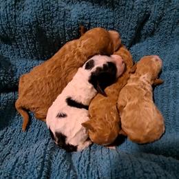 Roishin Boy 1 - Red  male Poodle puppy in Greenville, Texas from RhineStone Poodles