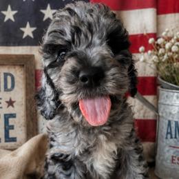 Pink collar - Merle female Goldendoodle puppy in Christiana, Tennessee from Rechlicz Family Doodles