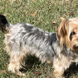 Miniature Schnauzers and Yorkshire Terriers from Barbara Clark