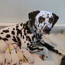 Brandy - Dalmatian