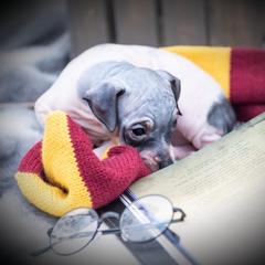 American Hairless Terrier and Flat-Coated Retriever Puppies from Inspired Flat-Coated Retrievers and American Hairless Terriers