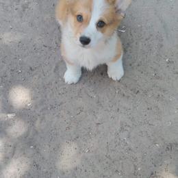 Pembroke Welsh Corgi Puppies from Edgewood Farm
