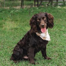 Waylon - Boykin Spaniel