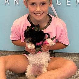 Chanel - Poodle