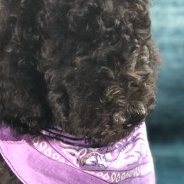 Goldendoodle and Poodle Puppies from Sugar Babies : The Gentle Doodles