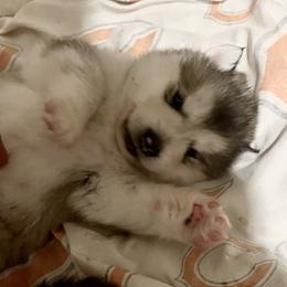 Alaskan Malamute Puppies from Sno-Ridge Alaskan Malamutes est 1972