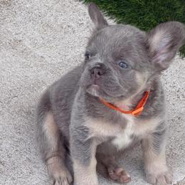 Dylan-AKC Fluffy Long Hair - Tricolors male French Bulldog puppy in Palm Coast, Florida from Calypso Island French Bulldogs