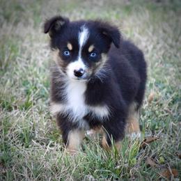 Fritch - Black tri male Miniature Australian Shepherd puppy in Evant, Texas from Lazy VT Bar Ranch