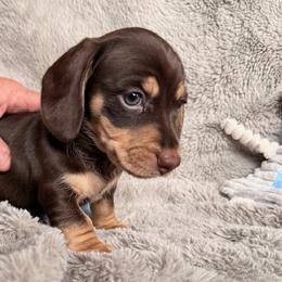George - Chocolate and tan male Dachshund puppy in Spanish Springs, Nevada from Silver Sage Dachshunds