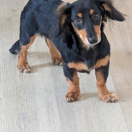 Dachshund All Grown Up from Sarah Linsenmeyer