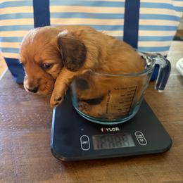 Sandy - Red female Dachshund puppy in Madisonville, Texas from Little B’s Dachshund Farm