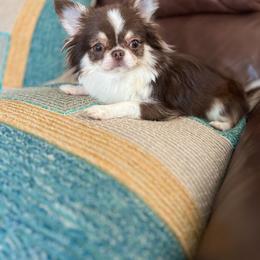 Yorkshire Terrier Puppies from Tiny Joy