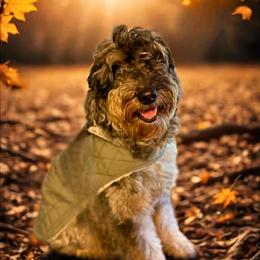 Rowdy - Sheepadoodle