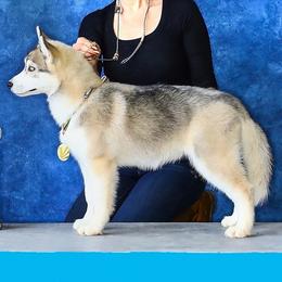 Rosalind - Gray and white female Siberian Husky puppy in Meadow Vista, California from Thistle Hill Siberians