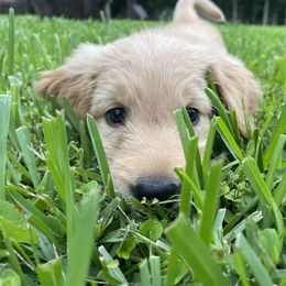 Goldendoodle Puppies from Muddy Acre Pups