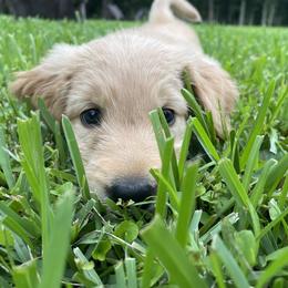 Goldendoodle Puppies from Muddy Acre Pups